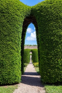 Distinctive, massive arches of artfully trimmed yew hedges in the castle garden of the Château