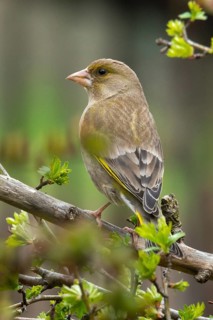 Carduelis chloris, chloris chloris, greenfinch, greenfinch, greenfinch, birds, high size, portrait