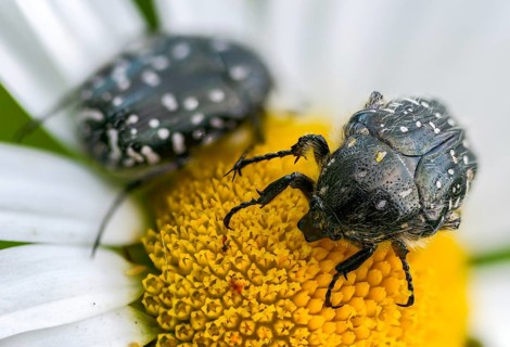 Bronze-green rose beetle, marbled rose chafer, marbled golden beetle, marbled rose beetle, protäa