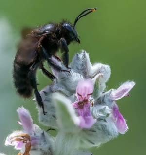 Apidae, bees, blue wood bee, large wood bee, hymenoptera, violet-winged wood bee, xylocopa