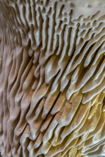 Beam Porling, Beam Leafing, Gloeophyllum Trabeum, Lenzites Trabea, Timber Gill Polypore, Trametes