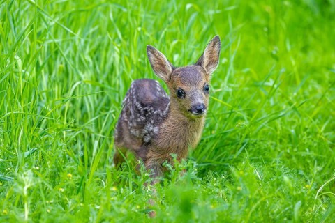 European roe deer (Capreolus capreolus), cute vulnerable fawn hidden in long grass in meadow,