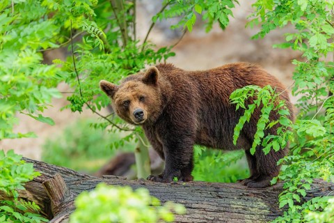 A female brown bear (Ursus arctos arctos) stands on a tree trunk in dense vegetation in hilly