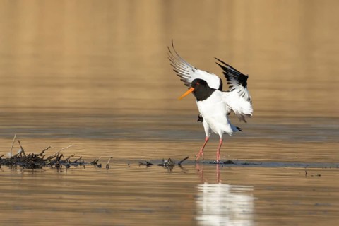 Eurasian oystercatcher (Haematopus ostralegus) adult wading bird in flight landing on the edge of a