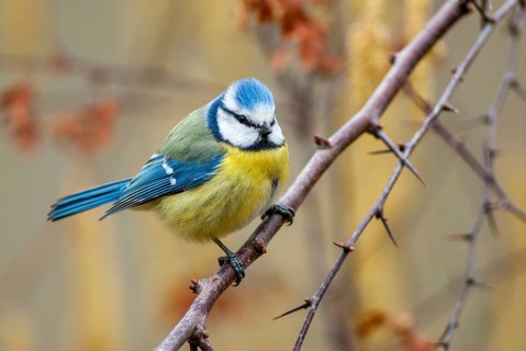 Blue tit, parus caeruleus, birds, tits, passeri, songbirds, songbirds, tits, birds