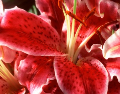 Fire lily (Lilium bulbiferum), close-up