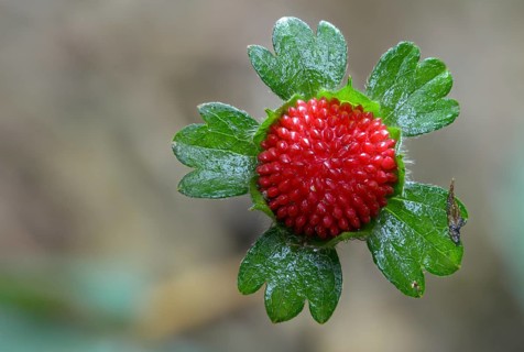 Duchesnea indica, false strawberry, Indian strawberry, Indian strawberry, Indian mock strawberry,