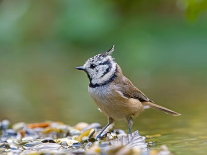 A crested tit (Parus cristatus) stands on a gravel bank in shallow water, Hesse, Germany
