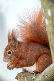 A squirrel (Sciurus vulgaris) eating a hazelnut on an exposed beech trunk, winter, snow, cold,