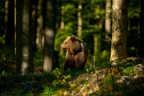 A brown bear looks to one side in a quiet, sunny forest, European brown bear (Ursus arctos),