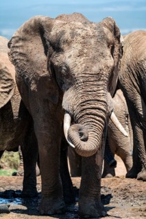 Funny curling of the trunk, African elephant (Loxodonta africana), Addo Elephant National Park,