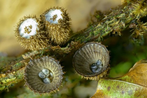 Cyathus hirsutus, cyathus striatus, striped expensive, sweetie, fluted bird's nest, fungi, fungus,