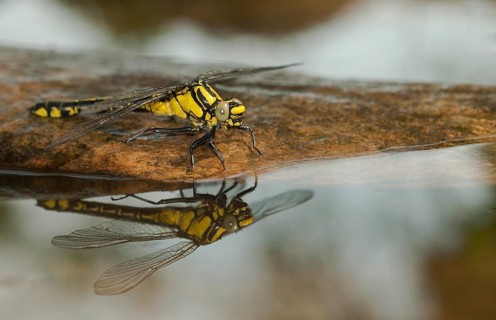 Common club tail, common wedge maid, gomphus vulgatissimus, anisoptera, damselflies, dragonflies,