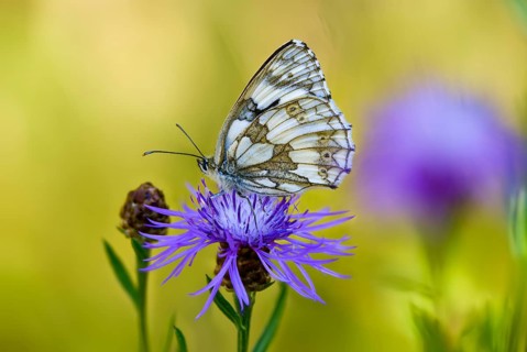Board game, women's board, marbled white, melanargia galathea, checkerboard, butterfly, insects,