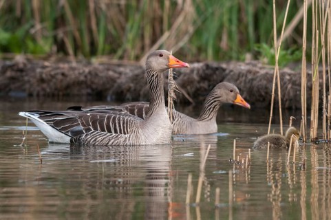 Anser Anser, Greylag or Graylag Goose, Grelag Goose, Anatidae, Birds, Duckbirds, Goose, Geese,
