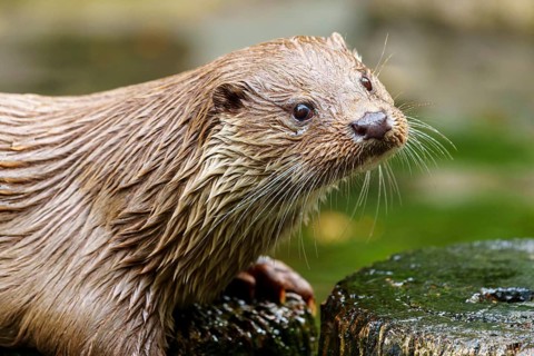 European otter (Lutra lutra) Germany, close-up of an otter with wet fur in its natural habitat