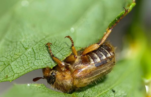Amphimallon solstitiale, leaf horn beetle, curlew beetle, European June beetle, ribbed curlew, June