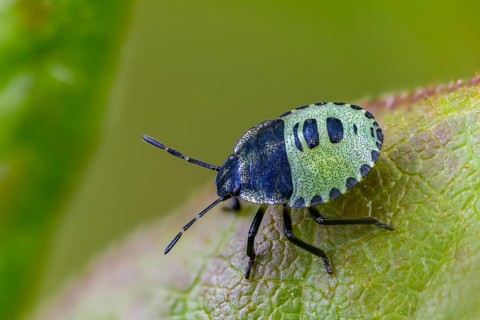 Common stink bug, common greenling, green pentatomide bug, green stink bug, heteroptera, young
