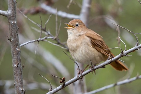 Brandenburg, Germany, Luscinia megarhynchos, Nabu project, nightingale, national natural heritage,