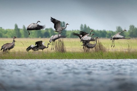 Brandenburg, Crane, Germany, Grus Grus, Crane, Nabu, national natural heritage, natural paradise