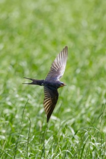 The swallow flies gracefully through the air over green fields, a barn swallow (Hirundo rustica) in