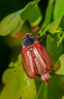 Leaf horn beetle, field may beetle, common may beetle, may bug, melolontha melolontha,