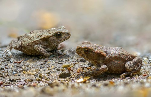 Bufo bufo, common toad, toad, amphibians, amphibians, young animal, juvenile, toad migration,
