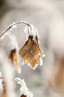 Ice crystals from roarfrost on Amur maple (Acer tataricum subsp. ginnala) seeds at sunshine in