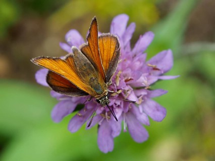 An orange-coloured butterfly, the Small Skipper (Thymelicus sylvestris), on a purple flower in the