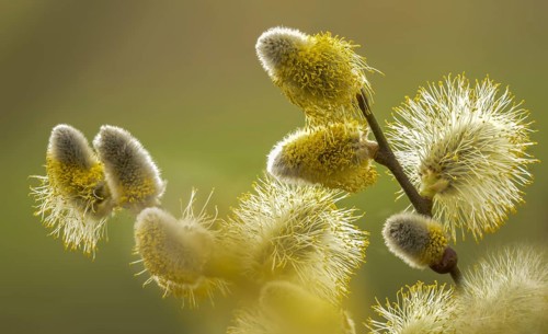 Hanging sage, kitten willow, palm willow, saal willow, salicaceae, salix caprea, salwillow, willow,