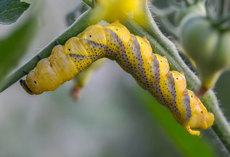 Acherontia Atropos, Death's-Head Hawkmoth, Greater Death's Head Hawkmoth, Sphingidae, Skull