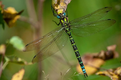 Aeshna cyanea, blue-green mosaic maiden, southern hawker, anisoptera, damselflies, dragonflies,