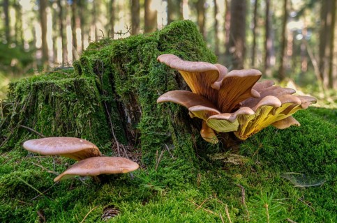 Paxillus atrotomentosus, velvet foot wood crempling, velvet foot crempling, tapinella