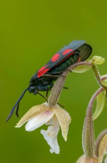 Common marsh root, epipactis palustris, wetland ram, five-spot burnet, clover ram, orchidaceae,