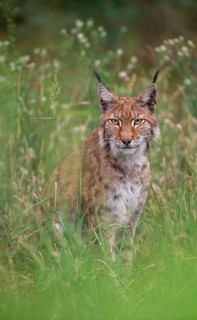 Carnivora, Eurasian lynx, felis lynx, predators, high size, portrait, mammals, raptors, mammals