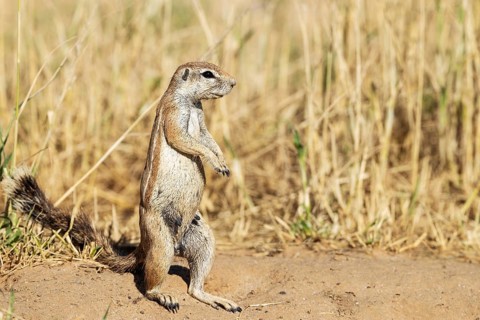 Cape Ground Squirrel (Xerus inauris). Female. Kalahari Desert, Kgalagadi Transfrontier Park, South