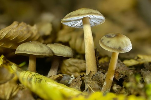 Asema butter cap, collybia asema, horn-coloured butter cap, horn-brown rapeseed, horn-grey