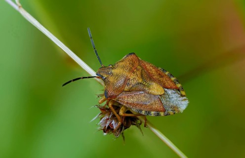 Black-shouldered shieldbug, carpocoris purple eipennis, heteroptera, purple tree bug, purple fruit