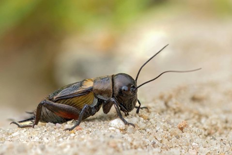 Field cricket, Gryllus campestris, ensifera, field cricket, crickets, insects, insects, long-feeler