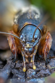 European mole crickets, grasshoppers, gryllotalpa gryllotalpa, half-devil, mole crickets, werre,