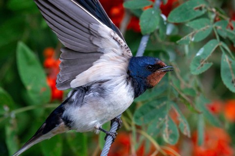Hirundo rustica, barn swallow, birds, passeri, swallows, songbirds, birds