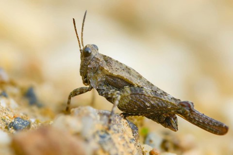 Cepero's groundhopper, sand groundhopper, tetrix ceperoi, western spinhopper, grasshopper,