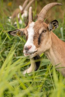 Artiodactyla, Capra aegagrus hircus, even-toed ungulate, domestic goat, cloven-hoofed, grazing,