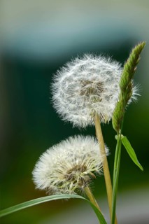 Asteraceae, common dandelion, daisy, dandelion, dandelion, dandelion, taraxacum officinale agg.,