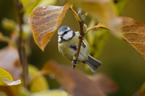 Blue tit (Cyanistes caeruleus) adult garden bird in a magnolia tree with autumn colour leaves,