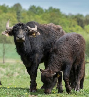 Artiodactyla, Bubalus Arnee, Even-Toed Ungulate, Frießnitzer See, Germany, Greiz, Paarhufer,