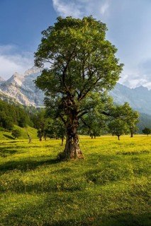 Large maple soil in the Karwendel nature park Park in Rißtal, Hinterriß, Tyrol, Austria