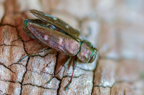 Chrysobothris affinis, gold pit oak splendour beetle, goldmine oak beetle, golddot hardwood beetle,