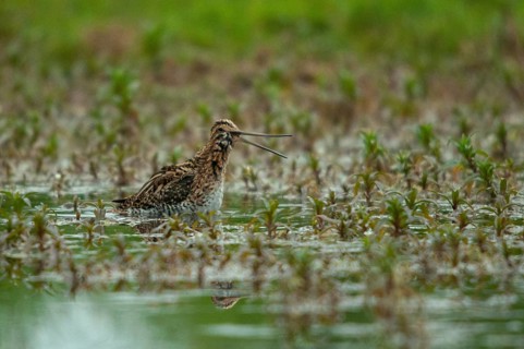 Common snipe, gallinago gallinago, snipe, bath, birds, charadriiformes, limikolen, snipe birds,
