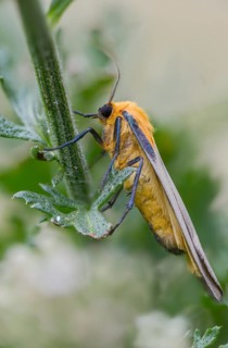 Four-spotted footman, large lichen bear, lithosia quadra, oeonistis quadra, four-spotted lichen